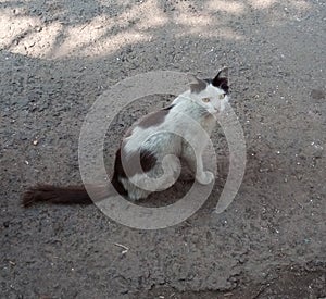 street cat of India