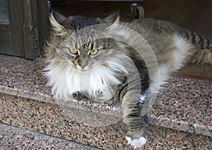 Street Cat in Istanbul