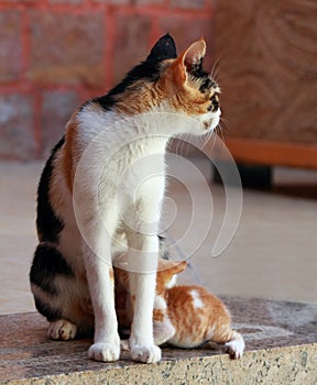 Street cat and its cute kittens