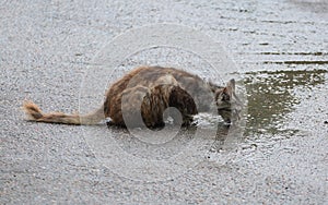 Street cat laps water from a puddle on the asphalt