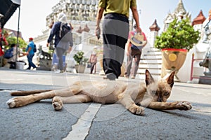 Street cat lick its body to clean itself and relaxing in the morning