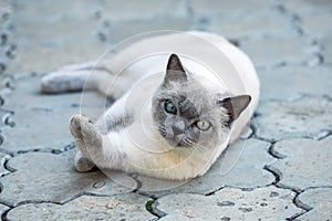 a street cat lies on the cobblestones and looks ahead