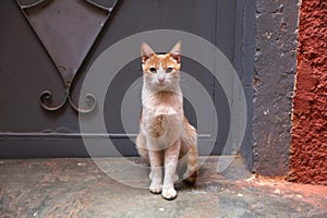 Street cat in Marrakesh, Morocco