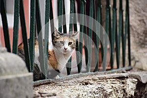 Street cat portrait