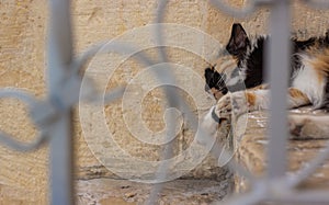 Street cat portrait laying on stone stairs of back yard house porch space with unfocused fence frame foreground