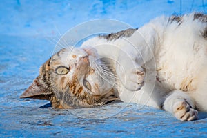 Street cat poses for the camera in Chefchaouen, Morocco