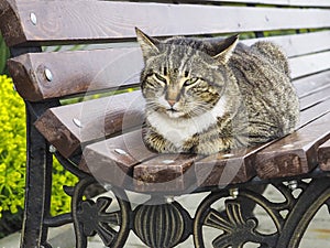 Street cat resting on the park bench, cat narrowed eyes. Tranquil animal lying outdoors on bright summer day