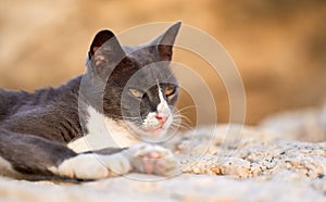 Street cat resting on a rock near the beach