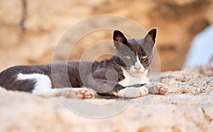 Street cat resting on a rock near the beach