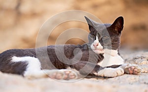 Street cat resting on a rock near the beach
