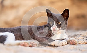 Street cat resting on a rock near the beach