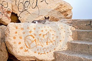 Street cat resting on a rock near the beach