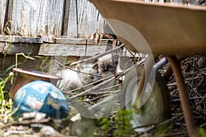 Street cat`s family, homeless kitten