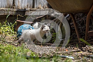 Street cat`s family, homeless kitten