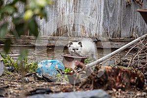 Street cat`s family, homeless kitten