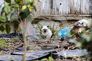 Street cat`s family, homeless kitten