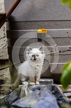 Street cat`s family, homeless kitten