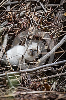 Street cat`s family, homeless kitten