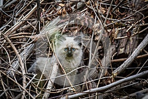 Street cat`s family, homeless kitten