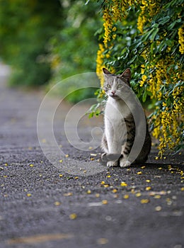 Street cat on the sidewalk