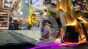 Street cat on the sidewalk near night shops. Street trade.