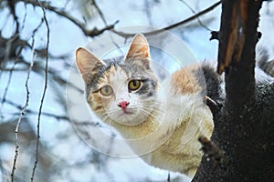 Street cat sits on a branch of a tree large