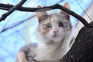 Street cat sits on a branch of a tree large