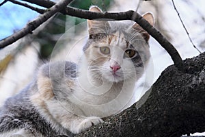 Street cat sits on a branch of a tree large