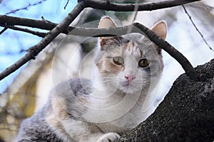 Street cat sits on a branch of a tree large