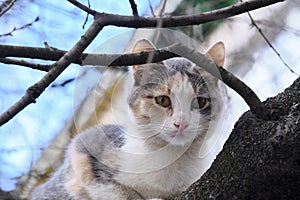 Street cat sits on a branch of a tree large