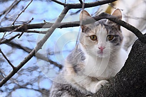 Street cat sits on a branch of a tree large