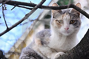 Street cat sits on a branch of a tree large