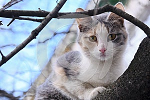 Street cat sits on a branch of a tree large