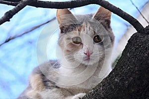 Street cat sits on a branch of a tree large