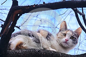 Street cat sits on a branch of a tree large