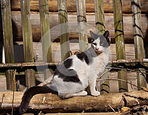 street cat sitting on a log