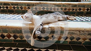 Street cat sleeps on colorful stairs made of zellige tiles in mosaic pattern in the Medina of Fez, Morocco.