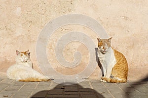 Street cat on the streets of Marrakesh and Essaouira in Morocco in the fishing port and medina near the wall