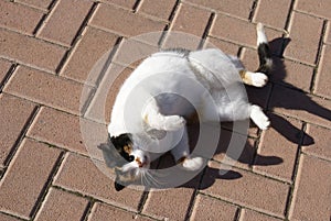 Street cat sunbathing on a pedestrian pathway