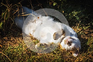 Street cat sunbathing in the sun.