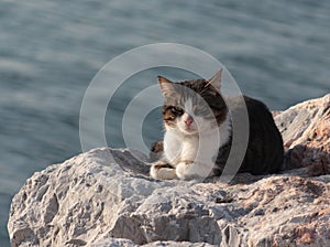 Street cat taking sunbath on the rock