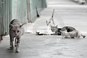 Street cat in Thai temple. photo