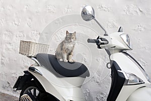 A street cat on top of a scooter in the island of Patmos, Greece