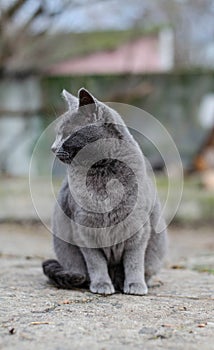 The street cat is walking. Abandoned yard cat. People threw out the pet.