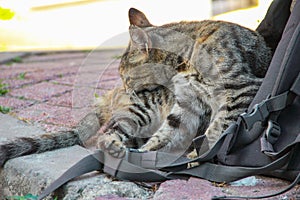 Street cat walking around at the sunset in Balat in Istanbul