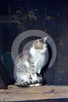 Street cat on a wall, in Bansko