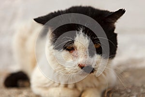 Street cat with a wounded eye