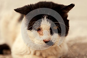 Street cat with a wounded eye
