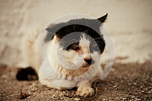 Street cat with a wounded eye