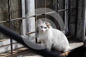 Street cat. The yard, stray cat is walking. Abandoned pet. A wandering animal. Spotted cat.